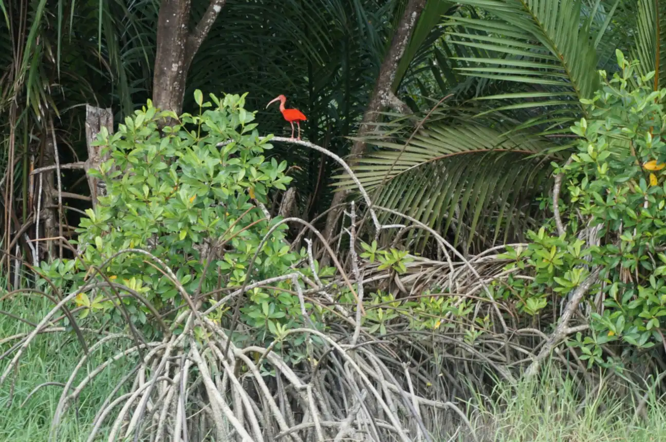 A scarlet ibis in the Pomeroon mangroves